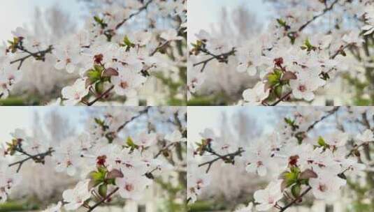 春天在微风中盛开的紫叶李高清在线视频素材下载
