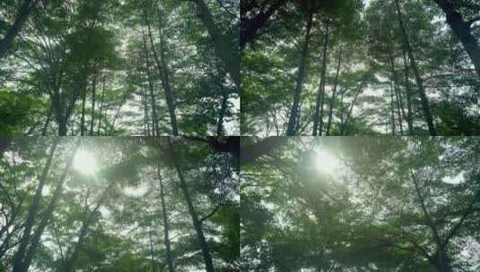 阳光穿过树林高清在线视频素材下载