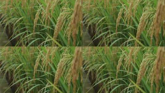 成熟的稻穗水稻特写雨露水珠田野高清在线视频素材下载