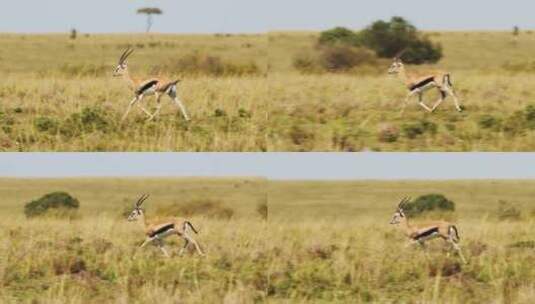 大草原上的野生羚羊高清在线视频素材下载