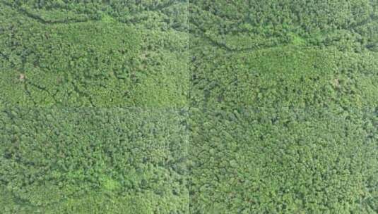 山林航拍森林山峰树林原始森林生态自然环境高清在线视频素材下载