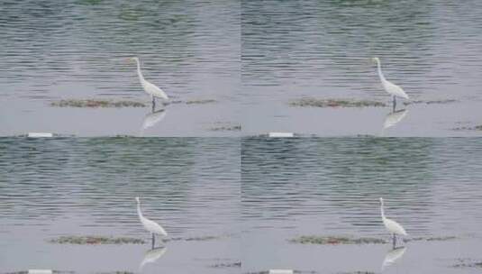 湿地的白鹭高清在线视频素材下载