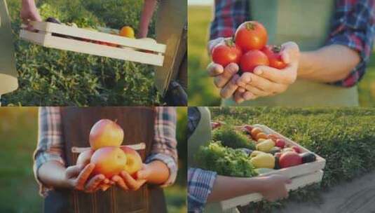 【合集】农民捧着蔬菜水果高清在线视频素材下载