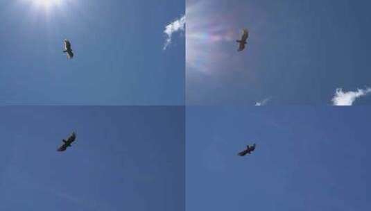 天空飞翔的雄鹰高清在线视频素材下载