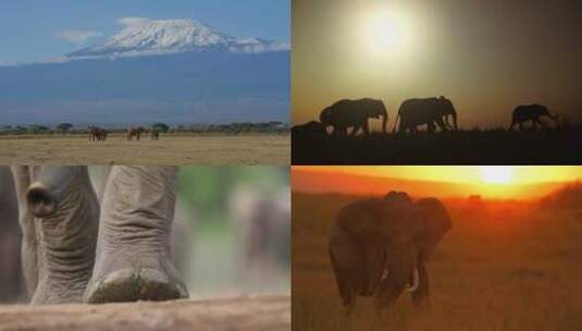 [合集] 非洲大象镜头合集象群高清在线视频素材下载