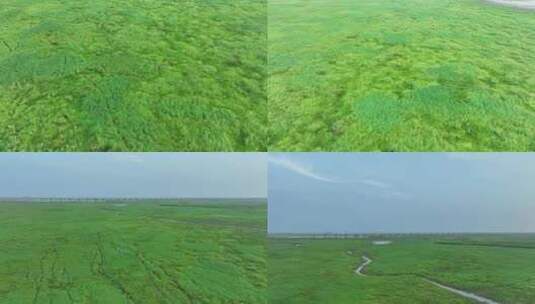 草地航拍湿地草原俯拍草地穿梭贴草地飞行高清在线视频素材下载