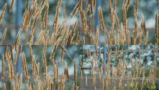 拂子茅植物野草高清在线视频素材下载