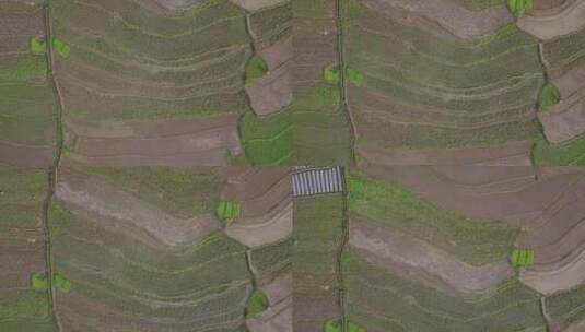 印度尼西亚白天种植水稻的几片稻田的空中概览照片高清在线视频素材下载