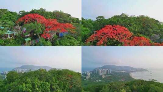 海南三亚鹿回头红色凤凰木空镜头航拍风景高清在线视频素材下载