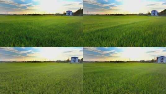 蓝天白云之下农村的稻田高清在线视频素材下载