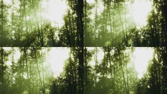 4K-阳光照进竹林的近景高清在线视频素材下载