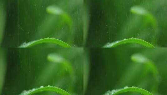 春天 水珠 绿叶 21高清在线视频素材下载
