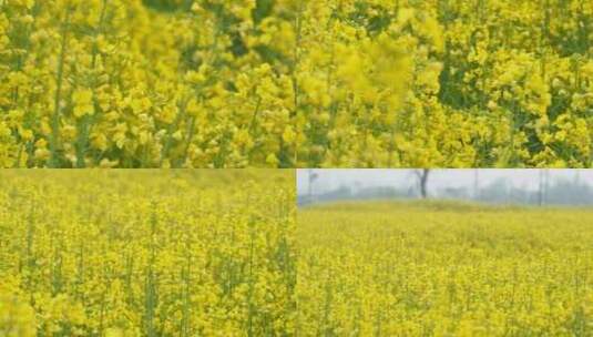 春天乡村田野一大片油菜花海高清在线视频素材下载