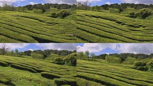 茶叶茶山采茶茶园茶叶红茶绿茶春茶茶叶茶高清在线视频素材下载