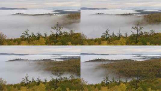 森林云雾、延时 (2)高清在线视频素材下载