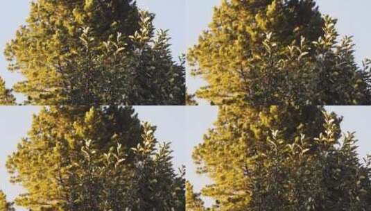 高大的树木高清在线视频素材下载