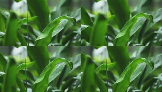 雨中的植物树叶视频素材高清在线视频素材下载