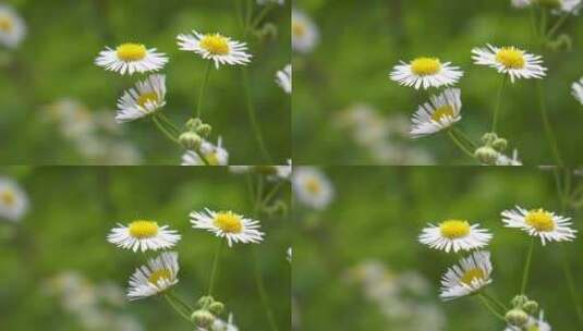 特写洋甘菊花高清在线视频素材下载