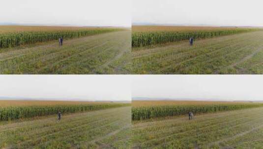 航拍年轻农民在玉米田里高清在线视频素材下载