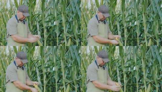 玉米地工作的农民高清在线视频素材下载
