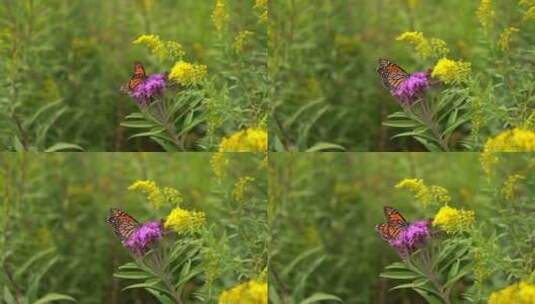 蝴蝶在花朵上授粉高清在线视频素材下载