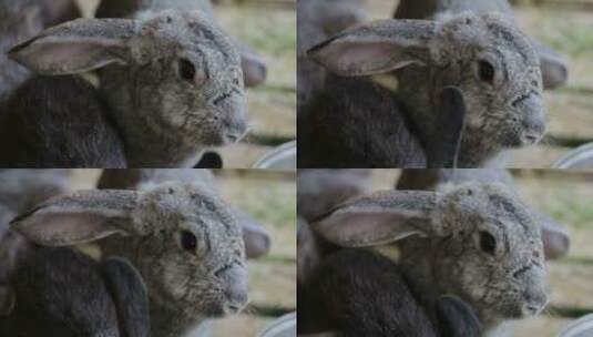 毛茸茸的兔子特写高清在线视频素材下载