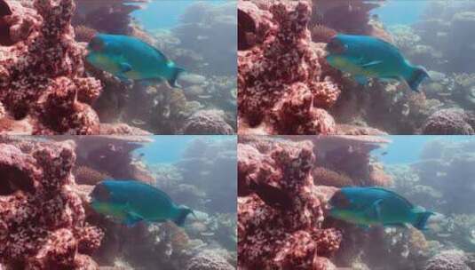 鱼在热带珊瑚礁游泳高清在线视频素材下载
