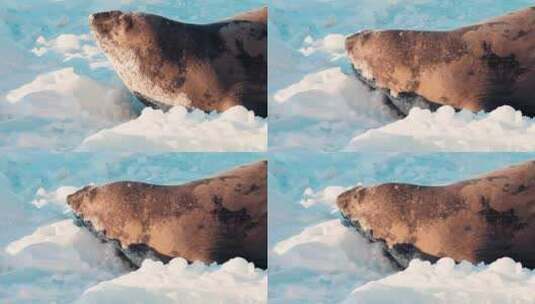海豹在冰川上向前爬高清在线视频素材下载