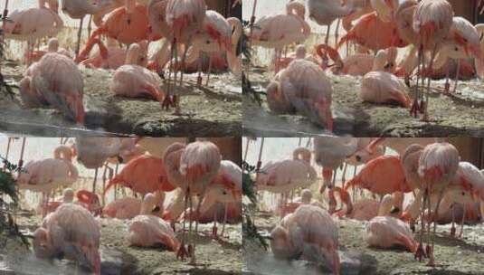 动物园里的保护动物火烈鸟高清在线视频素材下载