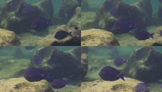 海底岩石里穿梭的鱼群高清在线视频素材下载