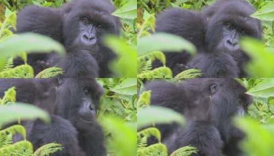 丛林绿叶中的大猩猩高清在线视频素材下载