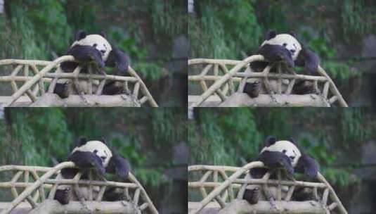 陕西大熊猫高清在线视频素材下载
