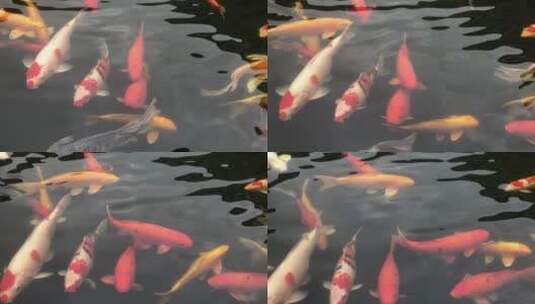 水里的锦鲤鱼高清在线视频素材下载