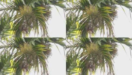 槟榔树种植高清在线视频素材下载