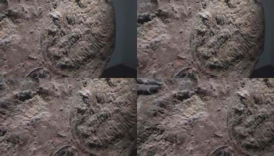 三叶虫化石远古考古高清在线视频素材下载