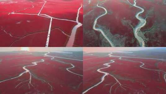 《4K超清》盘锦红海滩碱蓬草红色滩涂航拍高清在线视频素材下载