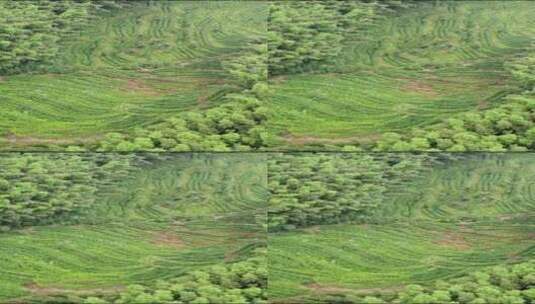 航拍南岳衡山风景区森林树木植被高清在线视频素材下载