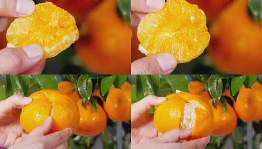 丑橘素材高清在线视频素材下载