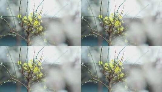 下雪天绽放的梅花盆景高清在线视频素材下载