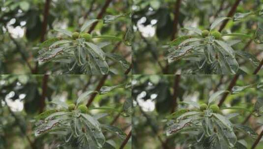 绿色植物上的雨滴高清在线视频素材下载