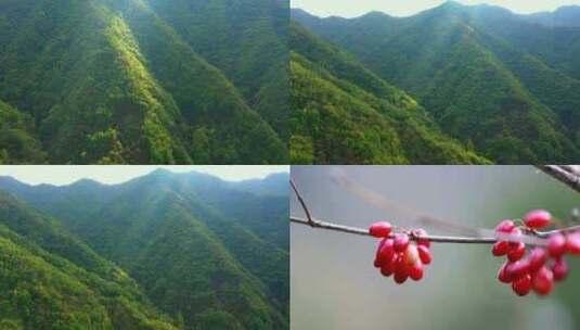 中药材山茱萸药材种植基地高清在线视频素材下载