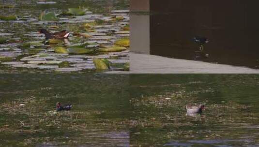 鸭子 水里游 岸边的鸭子 红嘴鸭高清在线视频素材下载