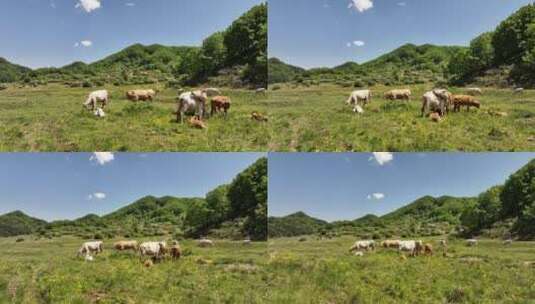 高山草原森林环保农牧业白云牛羊天然氧吧高清在线视频素材下载