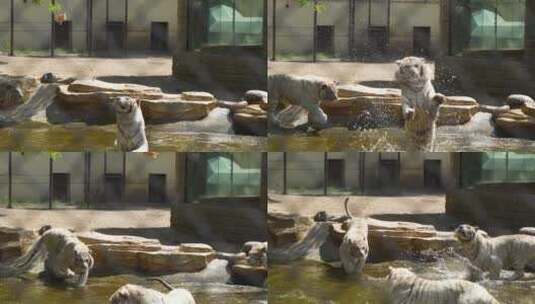白虎老虎在水中捕食吃肉高清在线视频素材下载