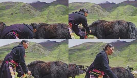西藏萨普神山牧民高清在线视频素材下载