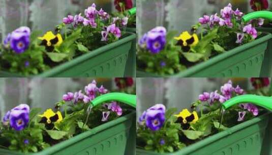 与一位绿色接受者一起给花浇水高清在线视频素材下载