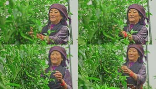 西藏日喀则白朗县蔬菜种植基地高清在线视频素材下载