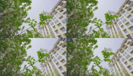 春天仰拍建筑树木白色花小区环境唯美空境高清在线视频素材下载