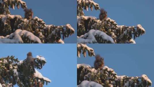 冬季松鼠在松树上觅食吃松果高清在线视频素材下载