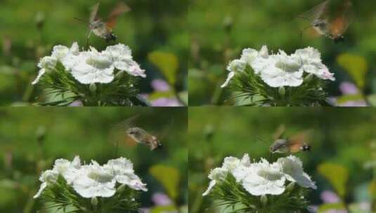 花上的蜂鸟高清在线视频素材下载